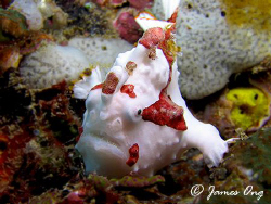 Painted Frog Fish in Anilao. Tools: Canon S1 IS, Inon D2000. by James Ong 
